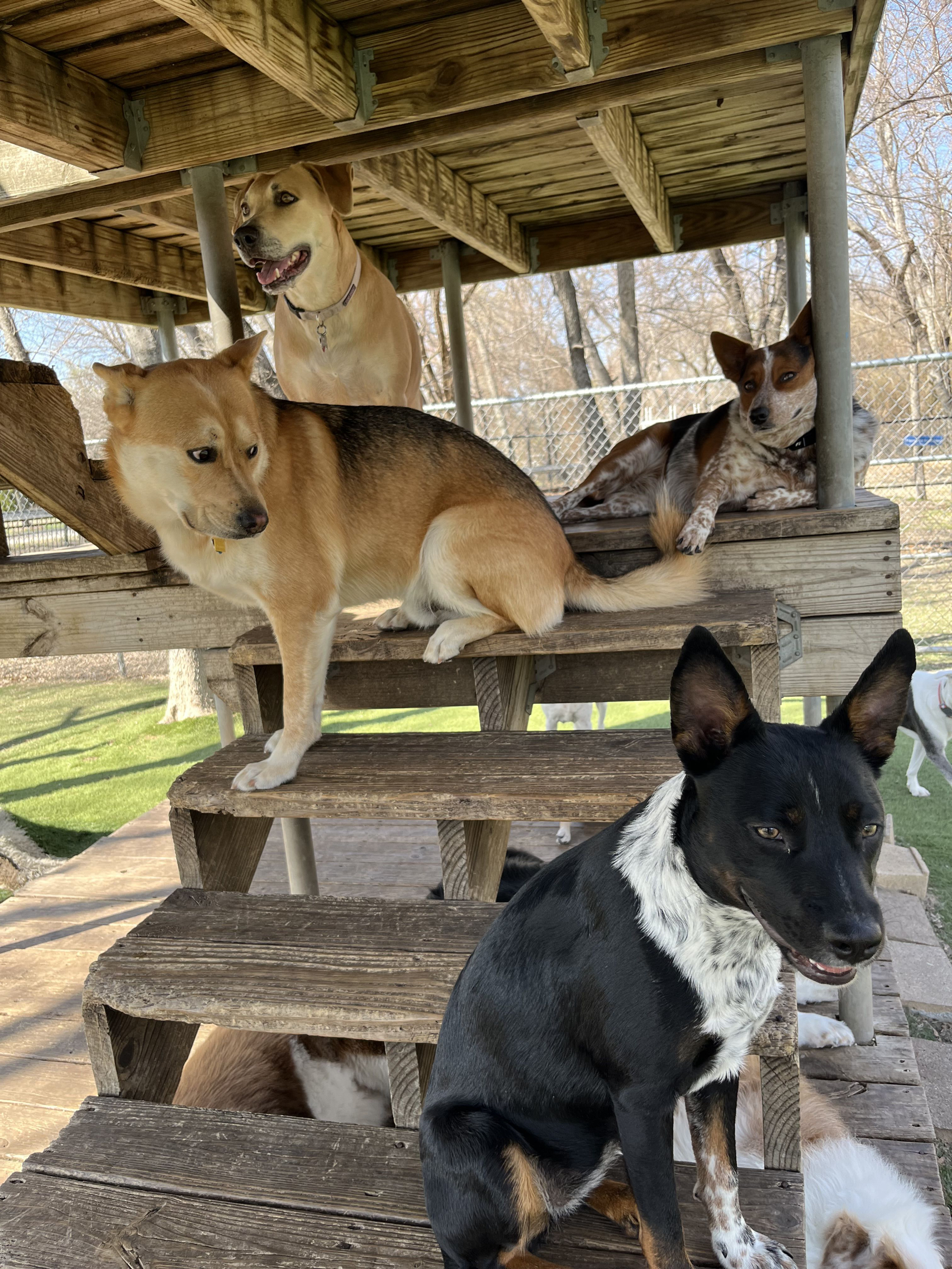 Dogs lounge on a weathered wooden outdoor staircase under a deck in a fenced yard. In the foreground, a black-and-tan dog sits while others rest nearby under the steps.